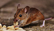 24 Hour & Emergency Exterminators in Olive Branch, IL